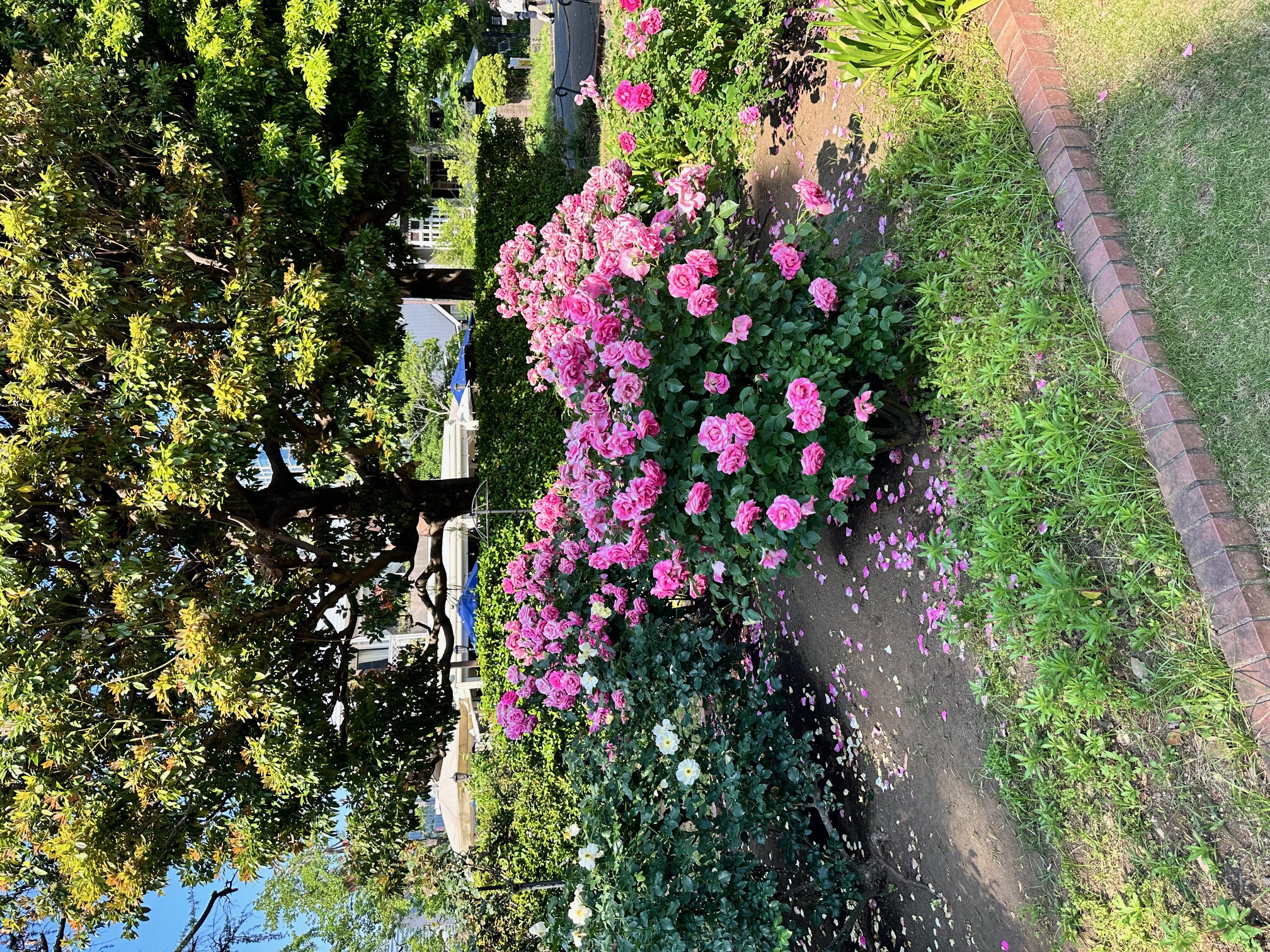 日比谷公園のバラ